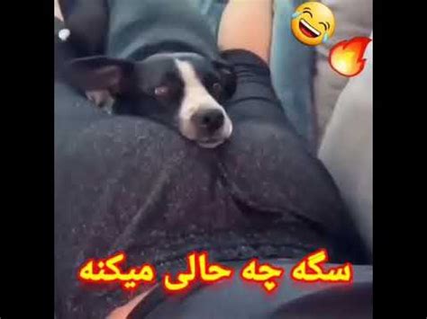 سکس با سگ